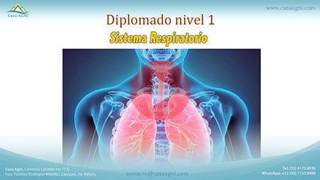 13-Sistema Respiratorio